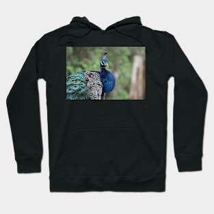 Peacock Hoodie